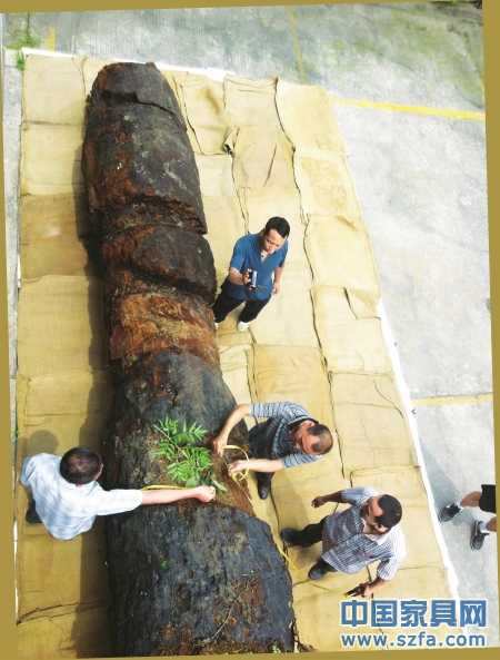 　6月23日，工作人員給烏木丈量&ldquo;腰圍&rdquo;。