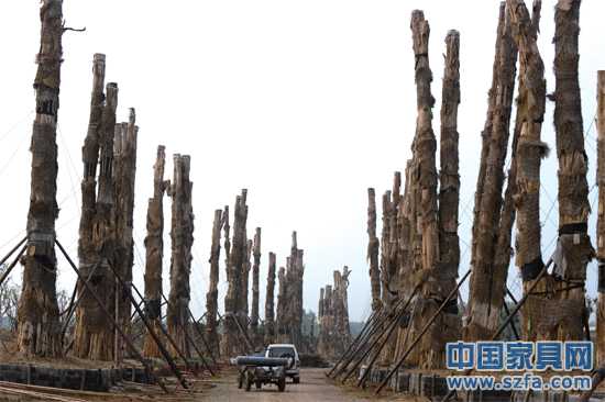 精品園內(nèi)，98棵紫薇樹分立兩排，已全部死亡。