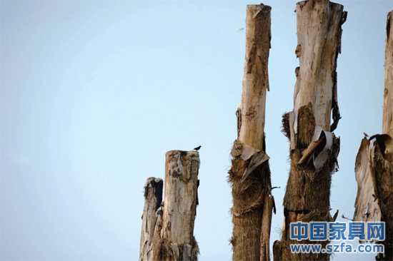 紫薇樹皮已干枯脫落。記者王從啟/攝src="http://m.superbowels.com/file/upload/201207/18/14-00-48-68-1.jpg"