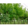品牌好的濟南市速生國槐,速生國槐價格，選擇天野綠化苗木材料