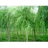 便宜的北欒垂柳北欒垂柳廠家直銷(xiāo)濟(jì)寧景泰苗木公司推薦